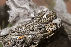 Poisonous Snake Impressions: Adder (Vipera berus)