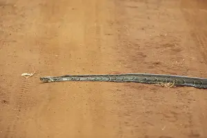 Akagera National Park Impressions: African rock python (Python sebae) on a red sand track