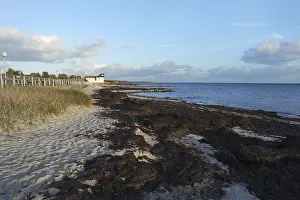 Deserted German Coast Impressions: Algae on the beach