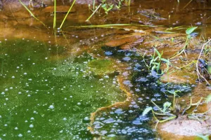 River Bank Vegetation Impressions: Algae in a pond, eutrophication