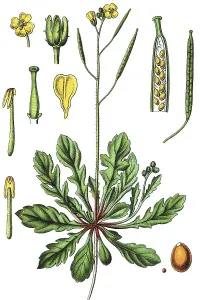 Flora And Fauna Pictures Impressions: Annual wall-rocket (Diplotaxis muralis)