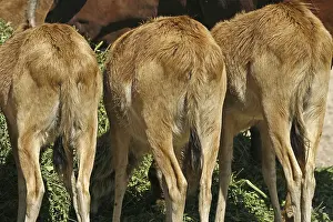 Bovid Mammal Images Impressions: Antelopes