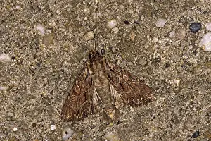 Moth Wildlife Photography Impressions: Apamea monoglypha, root-eater