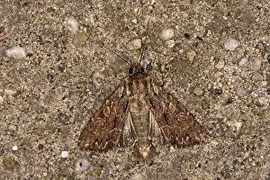 Flying Insect Wildlife Impressions: Apamea monoglypha, root-eater