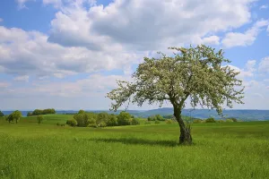Cloudy Meadow Scene Impressions: Apple tree, meadow, clouds, spring
