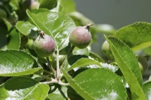 Botany Close Up Shots Impressions: Two apples on tree
