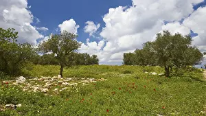 Cloudy Skies Europe Impressions: Aptera, spring, spring meadows