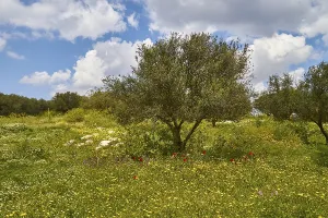 Blue Sky With White Clouds Impressions: Aptera, spring, spring meadows