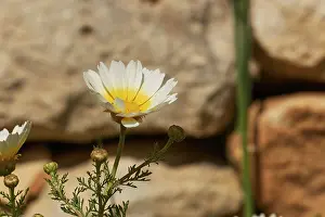 Greece Travel Photography Impressions: Aptera, spring, spring meadows
