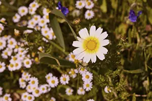 Crete Greece Landscape Impressions: Aptera, spring, spring meadows