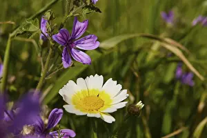 Spring Meadow Crete Impressions: Aptera, spring, spring meadows