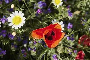 Spring Meadow Crete Impressions: Aptera, spring, spring meadows