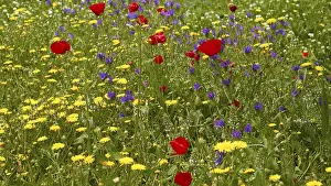 Spring Meadow Impressions: Aptera, spring, spring meadows