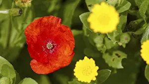 Papaveraceae Inflorescence Impressions: Aptera, spring, spring meadows