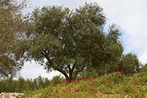 Southeastern Europe Nature Scene Impressions: Aptera, spring, spring meadows