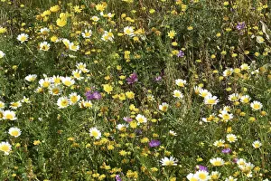 Greek Island Photography Impressions: Aptera, spring, spring meadows