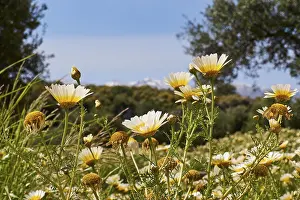 Cloudless Sky Europe Impressions: Aptera, spring, spring meadows