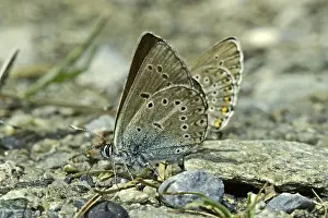 Lepidopteran Insects Pictures Impressions: Aricia eumedon, Eumedonia eumedon