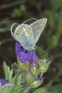 Impressions de Aricia eumedon, Eumedonia eumedon, bleu-brun noir, bleu à bec de cigogne, fleur à bec de cigogne en bleu à bec de cigogne, géranium Images Liées Impressions: Aricia eumedon, Eumedonia eumedon