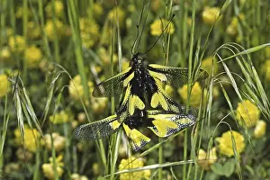 Copulation In Nature Impressions: Ascalaphus libelluloides, butterfly shaft