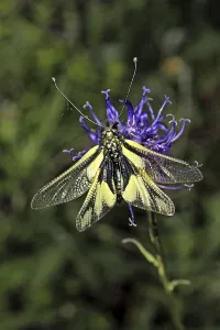 Insect Wildlife Images Impressions: Ascalaphus libelluloides, butterfly shaft