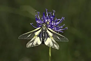Neuropteran Wildlife Impressions: Ascalaphus libelluloides, butterfly shaft