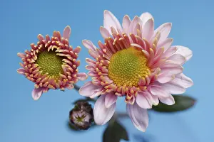 Studio Rose Photography Impressions: Aster