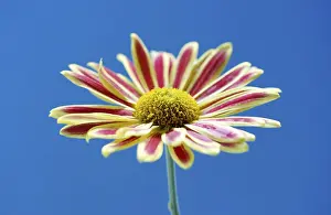 Close Up Flower Impressions: Aster (Aster)