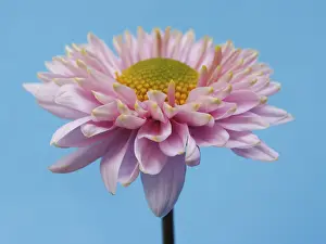 Studio Background Flowers Impressions: Aster, winter aster