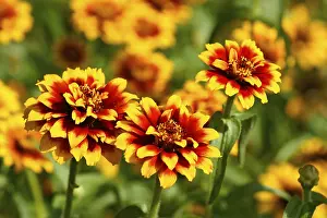 Decorative Garden Flowers Impressions: Asteroideae