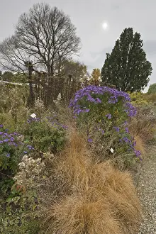 Lower Saxony Garden Impressions: Asters (Aster) in mixed border