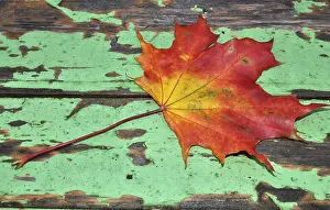 October Foliage Impressions: Autumn, leaf, maple leaf, maple