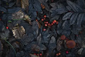 Moody Autumn Atmosphere Impressions: Autumn leaf pattern