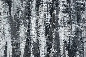 Tree Bark Texture Impressions: Background of the plastered texture with the effect of tree bark