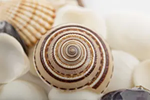 Deserted Beach Background Impressions: Background from a sea shells