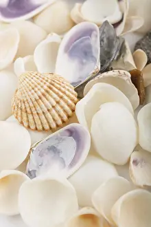 Deserted Beach Background Impressions: Background from a sea shells