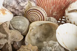 Deserted Beach Background Impressions: Background from a sea shells