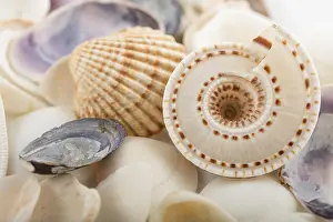 Deserted Beach Background Impressions: Background from a sea shells