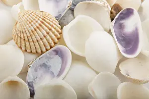 Wildlife Photography Sea Creatures Impressions: Background from a sea shells