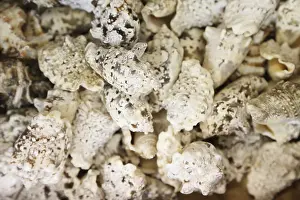 Bivalve Shell Impressions: Background of shells. Shell and one size of one type