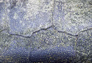 Reptile Wildlife Photography Impressions: Background texture of tortoise shell. Turtle shell