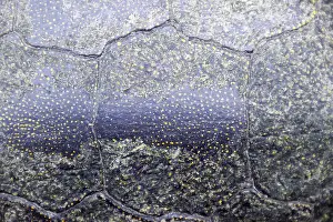Natural Environment Wallpaper Impressions: Background texture of tortoise shell. Turtle shell