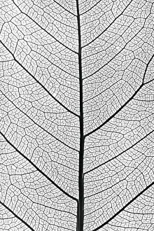 Close Up Tree Leaf Impressions: Background from tree leaf close up