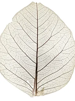 Close Up Nature Photos Impressions: Background from tree leaf close up