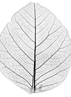 Close Up Tree Leaf Impressions: Background from tree leaf close up
