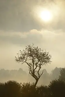 Austrian Countryside Impressions: Backlit tree, Triestingtal valley