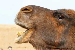 Bactrian Camel Impressions: Bactrian camel