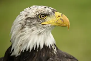 Pygargue à Tête Blanche Impressions: Aigle royal.