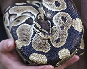 Python à Billes Impressions: Le python royal en repos sur les mains du gardien de zoo.