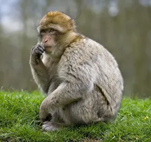 British Wildlife Animals Impressions: Barbary Macaque (Macaca sylvanus)